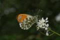Butterflies: Orange Tip (Anthocaris cardamines)